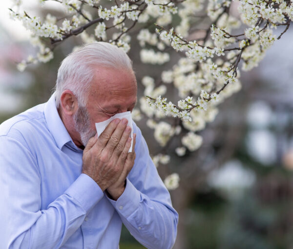 Old man with allergy symptoms sneezing into tissue. Senior suffering from hay fever coughing outside.